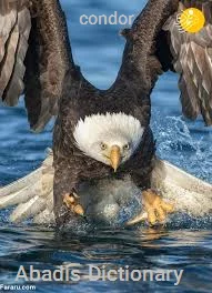 condor