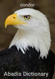 condor