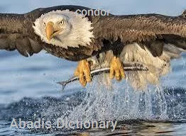 condor