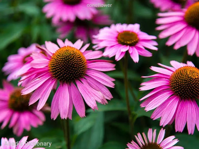 coneflower