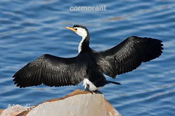 cormorant