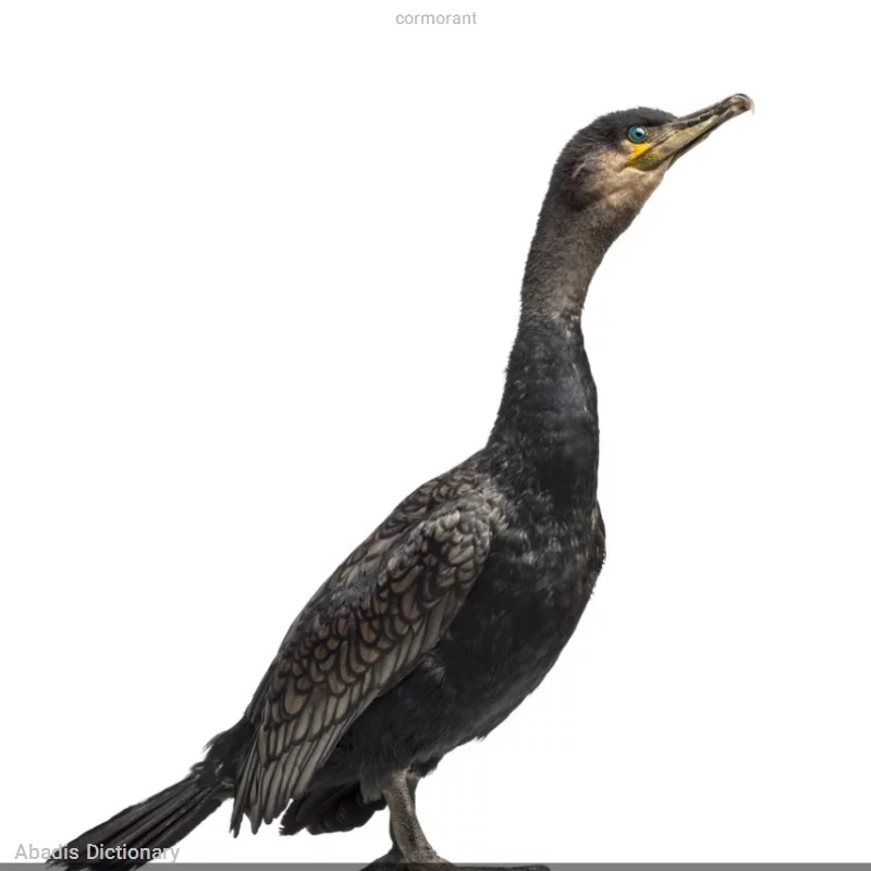 cormorant