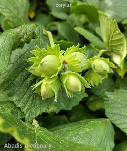 corylus