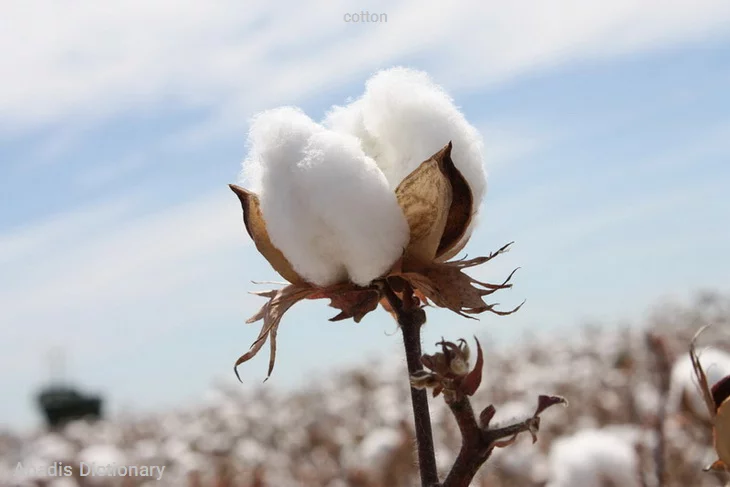 cotton