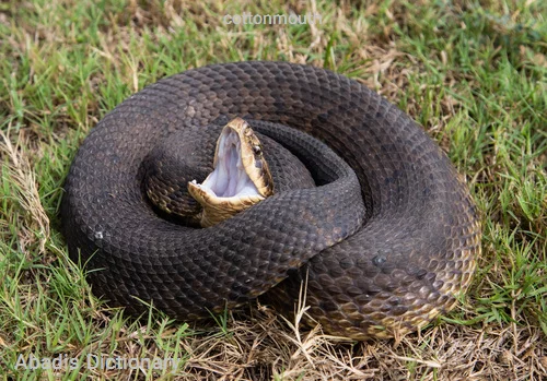 cottonmouth