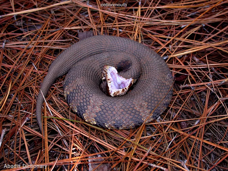 cottonmouth