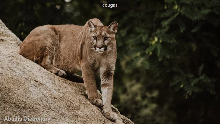 cougar