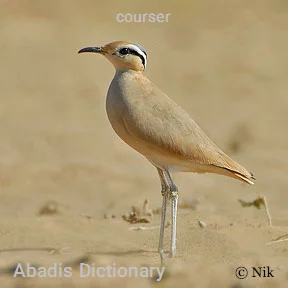 courser