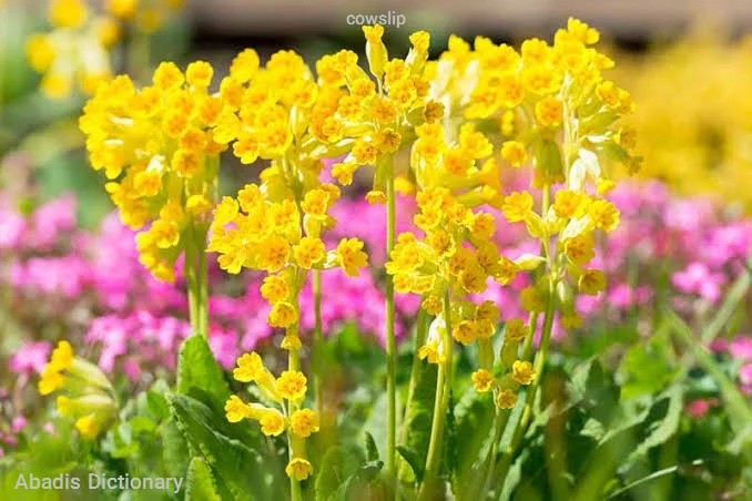 cowslip