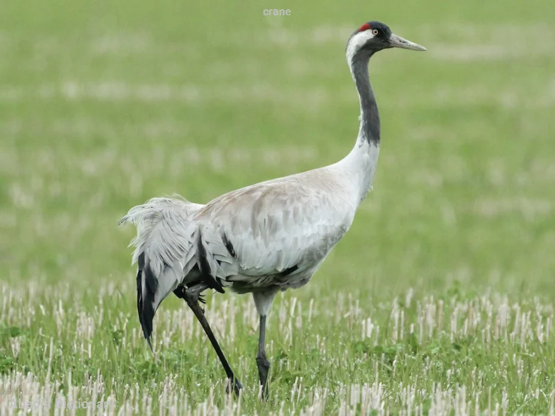 crane