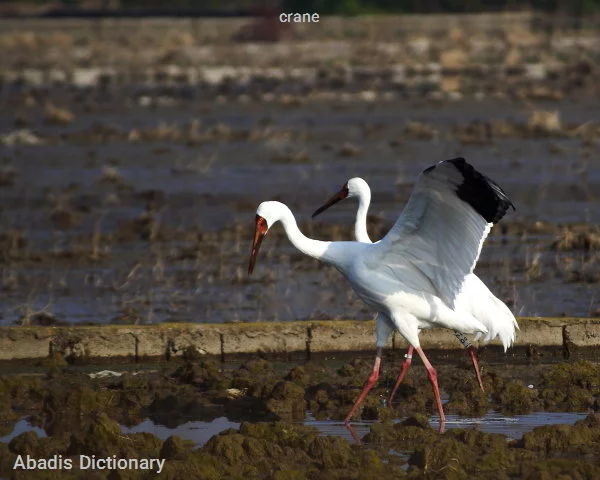 crane