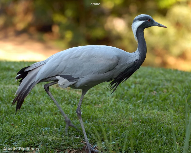 crane