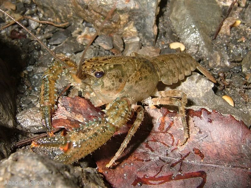 crawdad