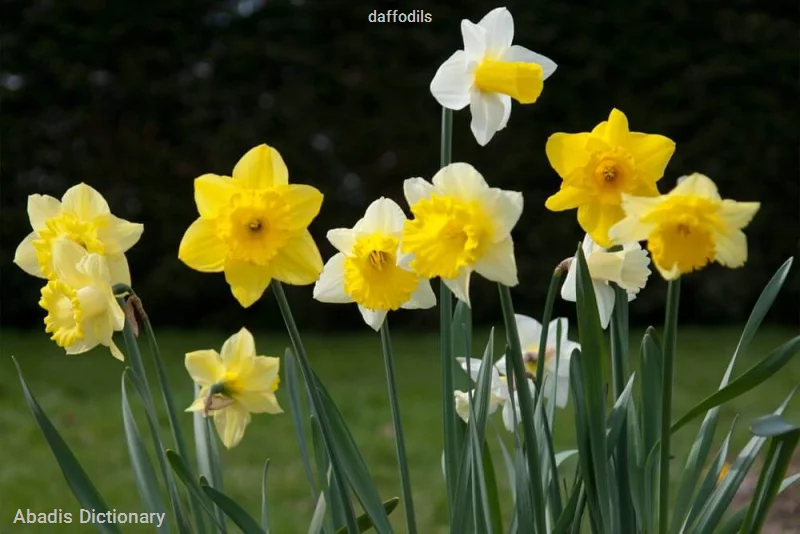 daffodils