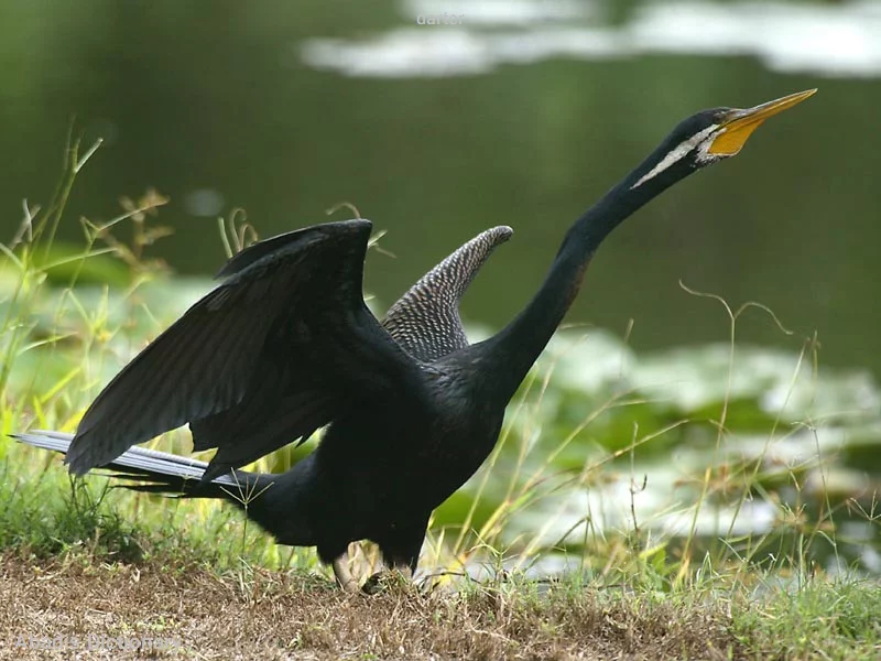 darter