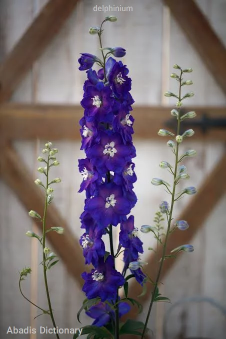 delphinium