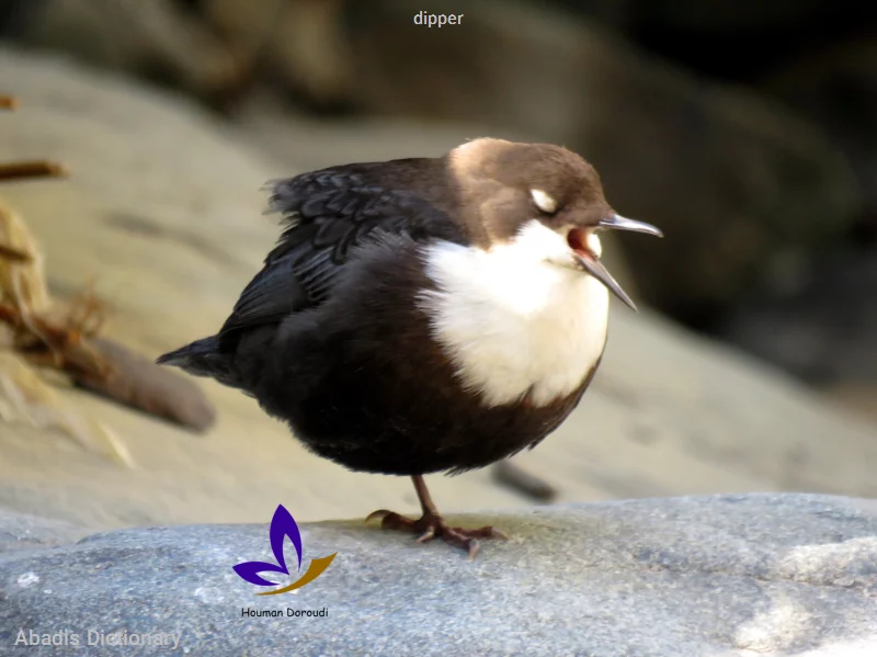 dipper