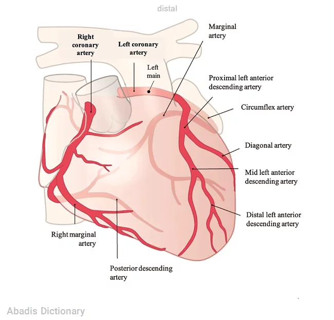 distal