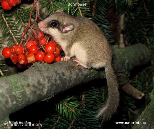 dormouse
