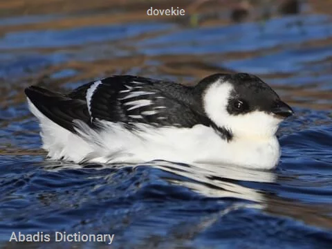 dovekie