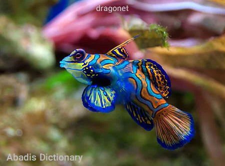 dragonet