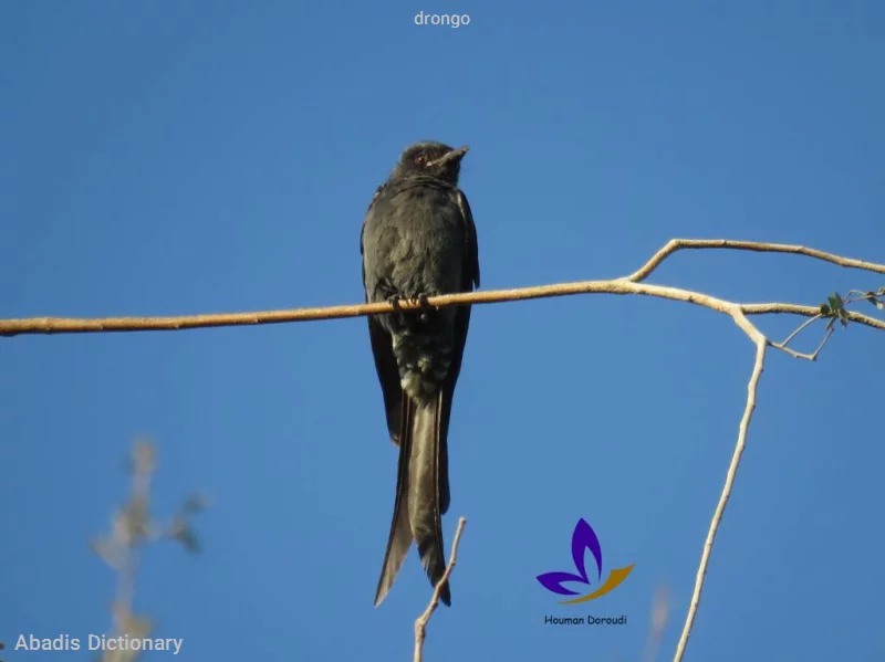 drongo