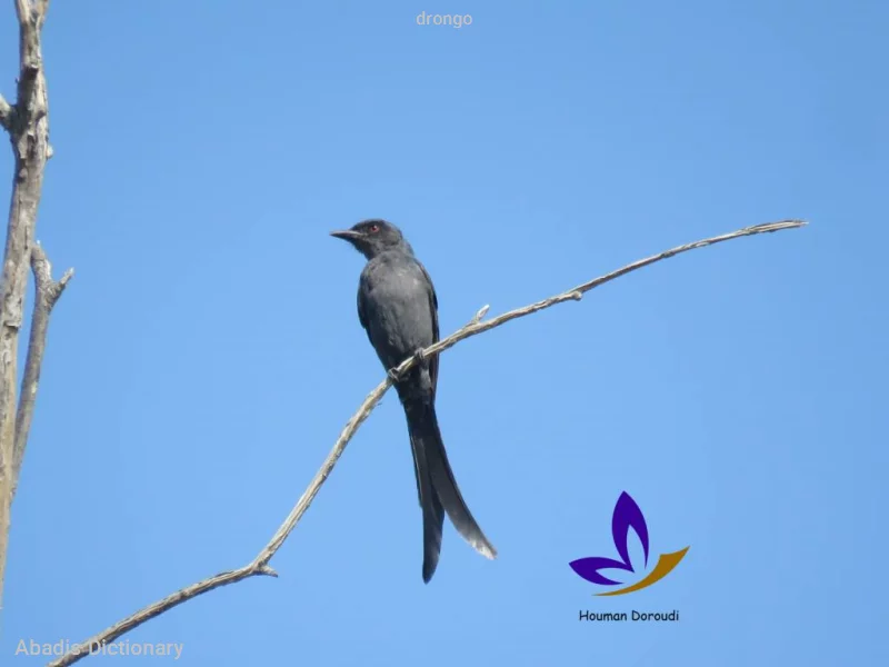 drongo
