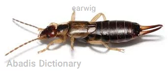 earwig