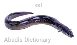 eel