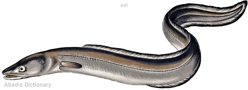 eel