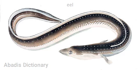 eel