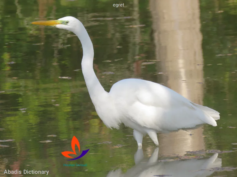 egret