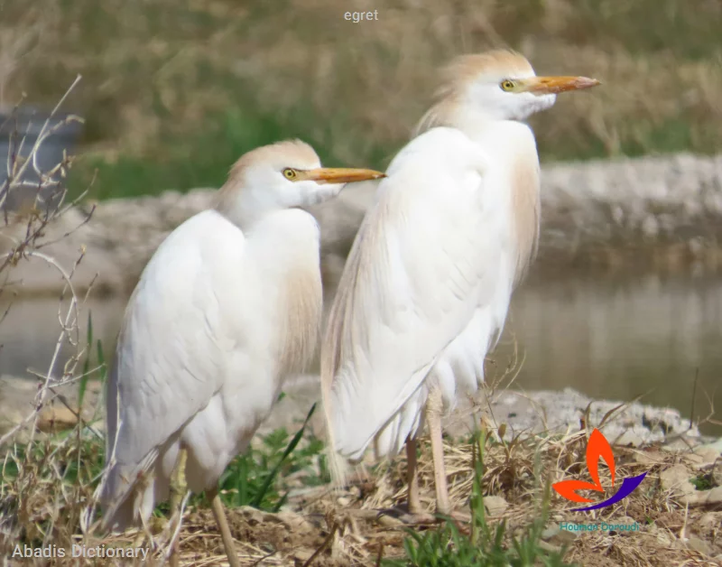 egret