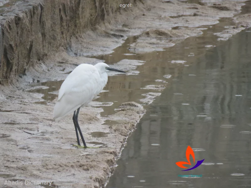 egret