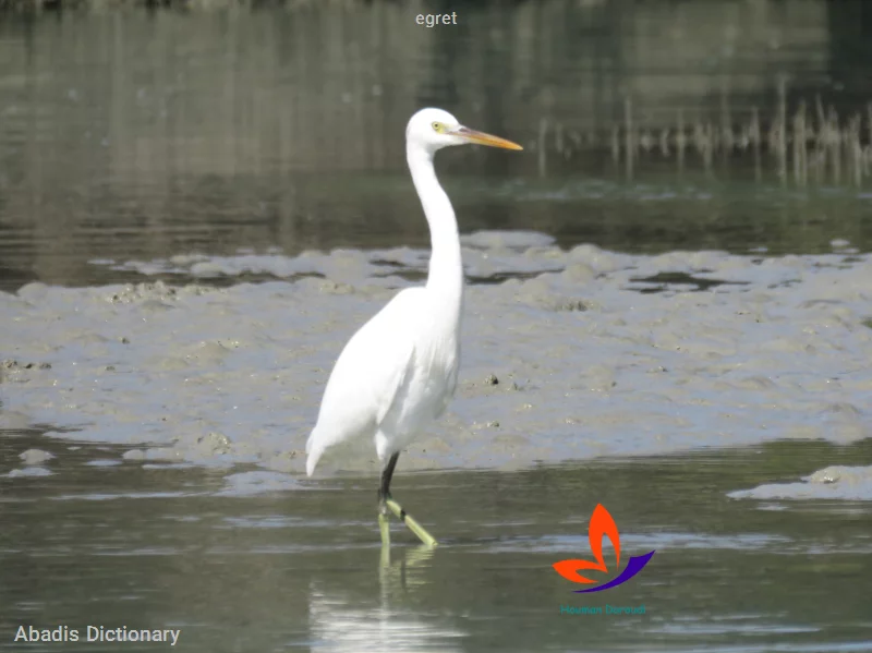 egret