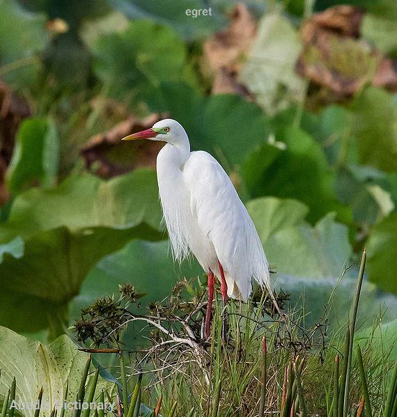 egret