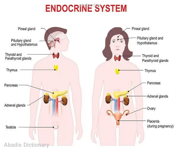 endocrine