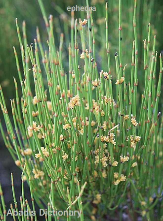 ephedra