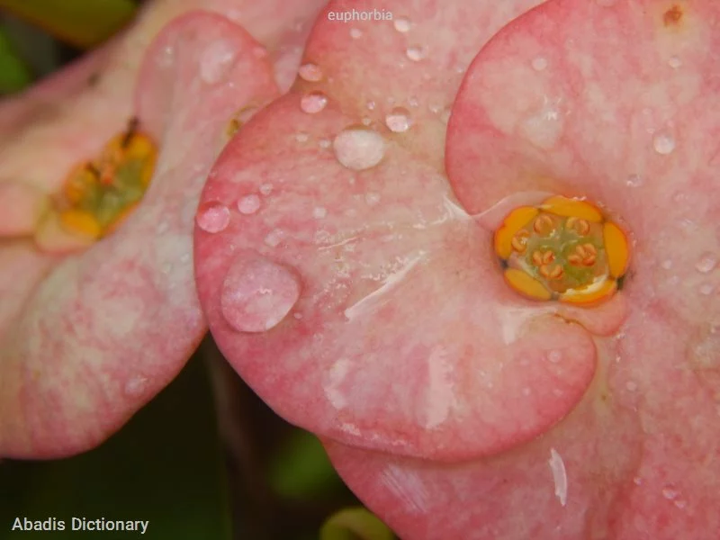 euphorbia