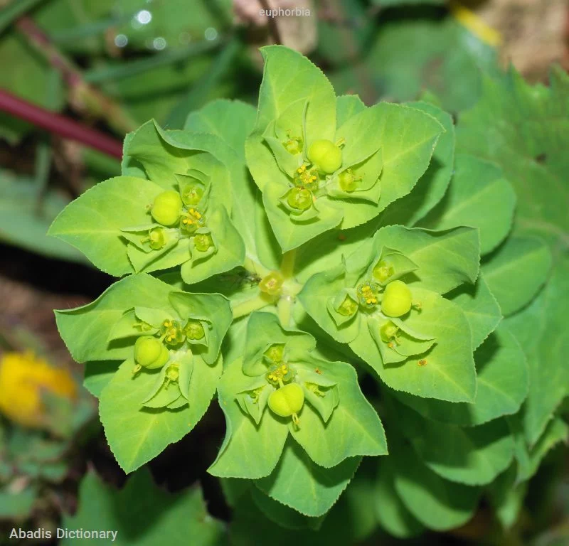 euphorbia