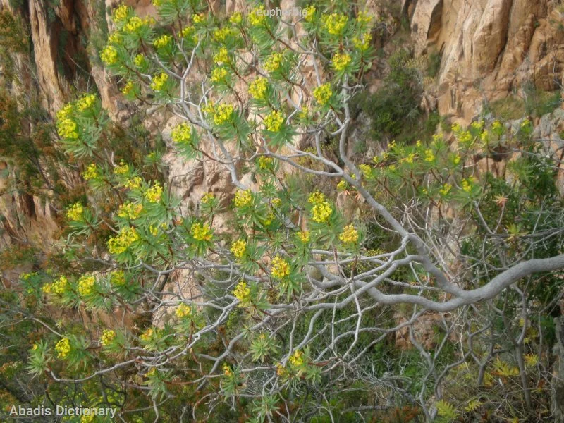 euphorbia