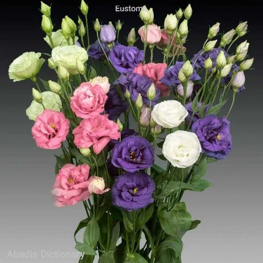 eustoma