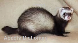 ferret