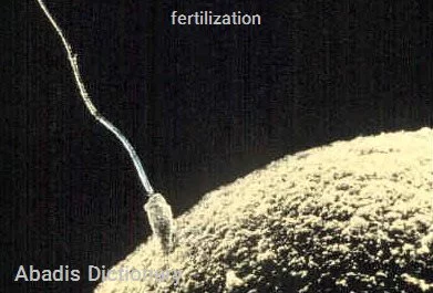 fertilization