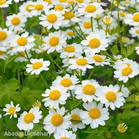 feverfew