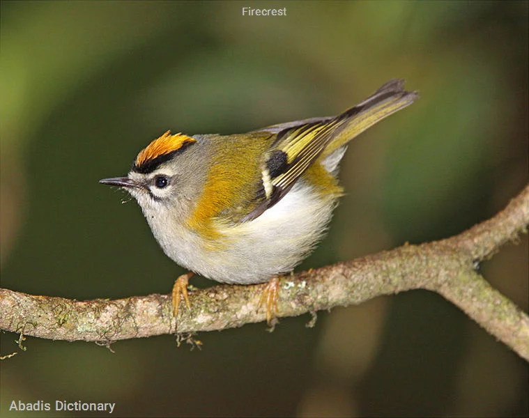 firecrest