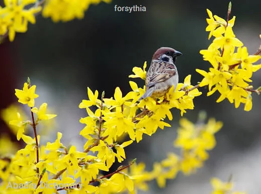 forsythia