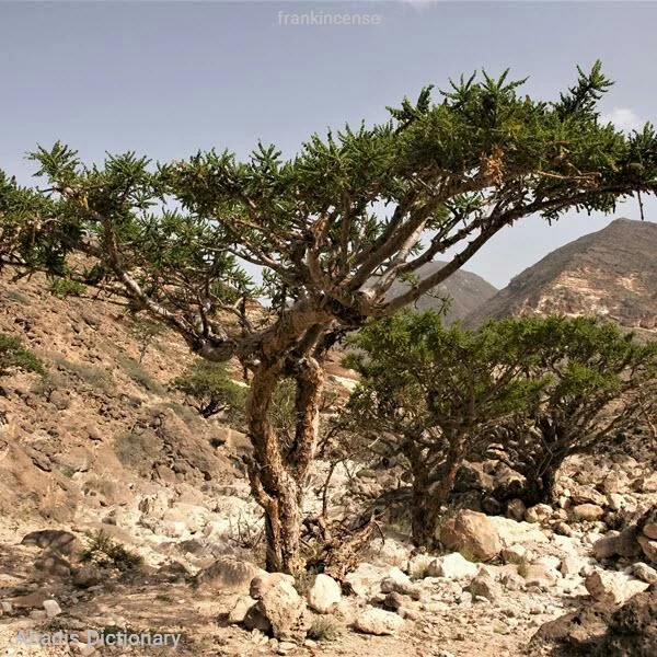frankincense