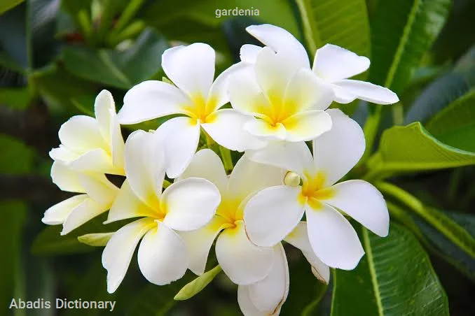 gardenia