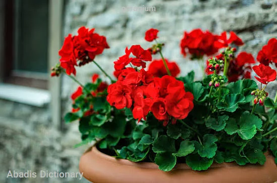 geranium